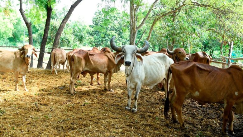 પ્રાકૃતિક ખેતીની કમાણીથી બન્યા આત્મનિર્ભર : સાણંદ તાલુકાના વિંછીયા ગામના ખેડૂતે ૩૦ વીઘામાં પ્રાકૃતિક ખેતી કરી વાર્ષિક રૂ. ૩૪-૩૫ લાખની કરી મબલખ કમાણી