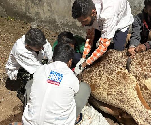 1962 કરૂણા એનીમલ એમ્બ્યુલન્સની સરાહનીય કામગીરી જાંબુડા ગામે બે કલાક લાંબા ઓપરેશન બાદ ગાયના બહાર આવી ગયેલ ગર્ભાશયને રિપ્લાન્ટ કરી નવજીવન અપાયું