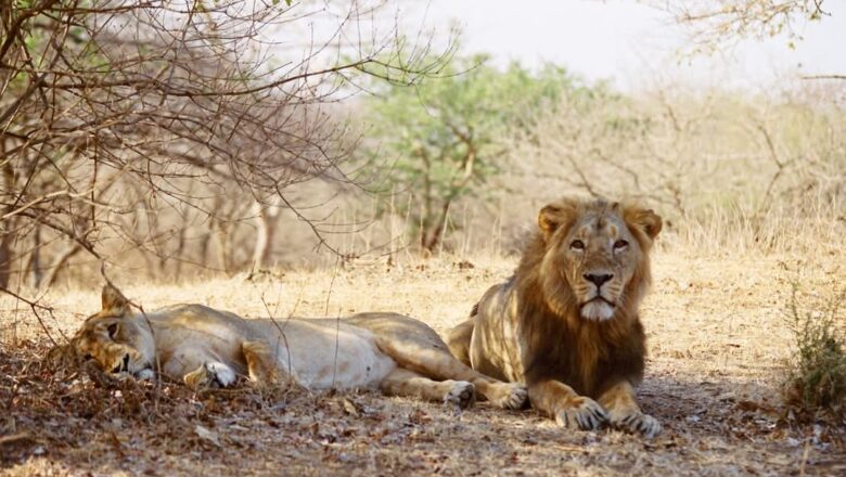 10 ઓગસ્ટ – વિશ્વ સિંહ દિવસ