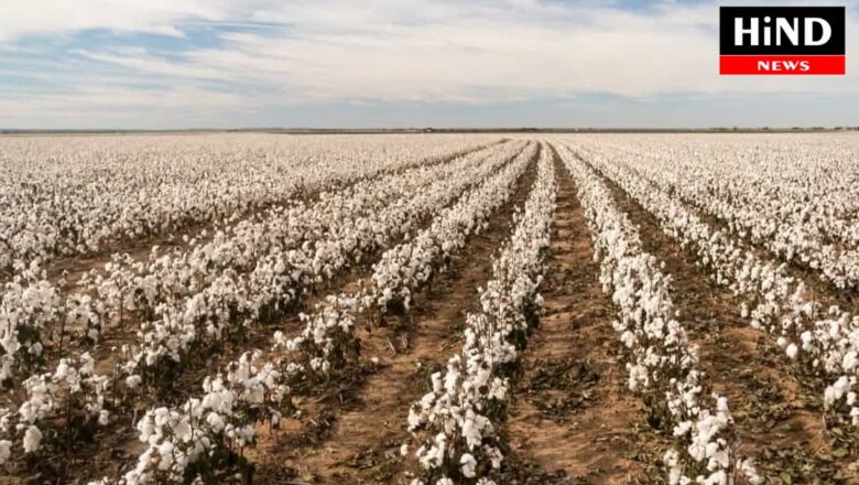 પાક સંરક્ષણના પ્રાકૃતિક ઉપાયો અને કપાસની સફળ ખેતી માટે ખેડૂતો માટે ખાસ માર્ગદર્શન