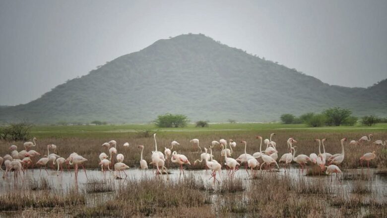 પક્ષી-પર્યાવરણ સંરક્ષણ ક્ષેત્રે ગુજરાતની વધુ એક સિદ્ધિ