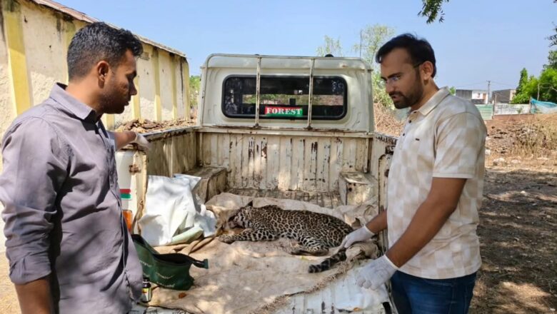 જામજોધપુરના સતાપર ગામે ઇનફાઇટમાં ઇજાગ્રસ્ત થયેલ દીપડાનું સફળ રેસ્ક્યુ કરી સારવાર અપાઈ